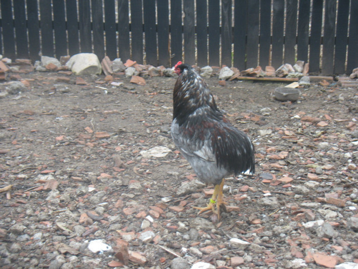 IMG_3542 - Araucana albastru