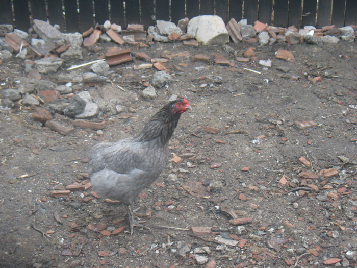 IMG_3543 - Araucana albastru