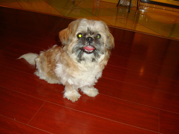 DSC07734 - 5--shitzu
