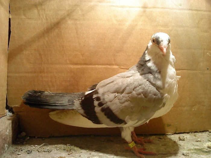 Dat in Bacau la Gabriel - D- Porumbei JUCATORI DE GALATI VANDUTI Album 1