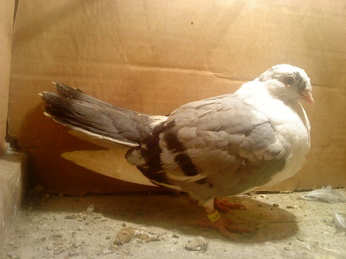 Data in Bacau la Gabriel - D- Porumbei JUCATORI DE GALATI VANDUTI Album 1