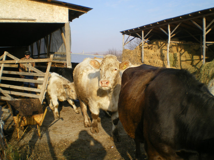 Iesim la plimbare - Vaci carne