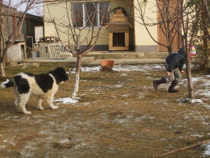 URSU 4 LUNI - Ursu Ciobanesc de Bucovina