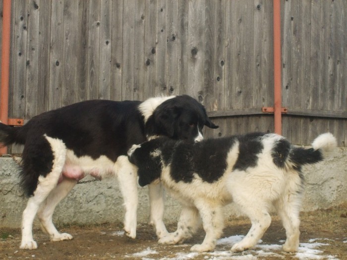 mama puilor si ursu alta linie