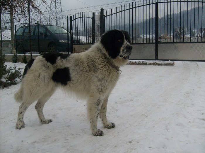 acuma de 2 ani(decembrie 2011) - Ciobanesc de bucovina-mascul