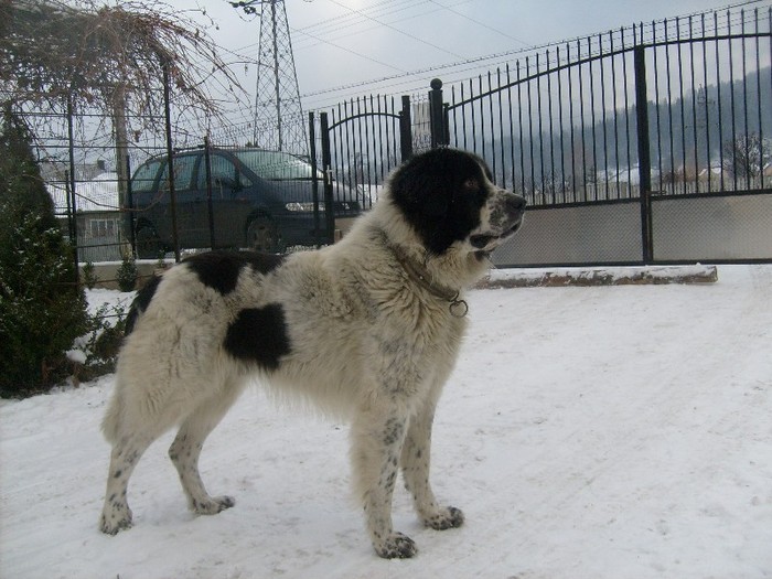 S6300357 - Ciobanesc de bucovina-mascul