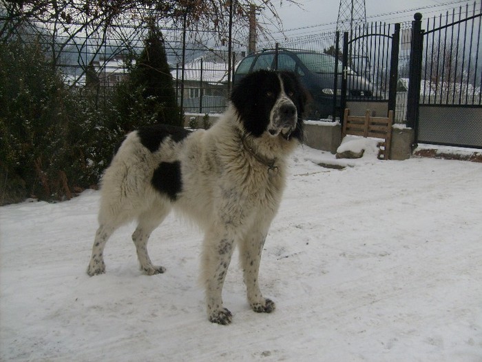 S6300358 - Ciobanesc de bucovina-mascul