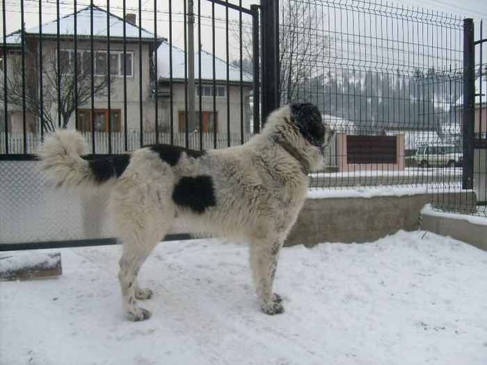 S6300345 - Ciobanesc de bucovina-mascul