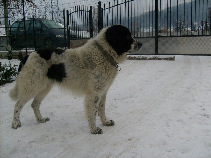 S6300355 - Ciobanesc de bucovina-mascul