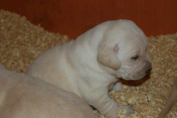 DSC_0214 - 1-PUIUTII RONEI LA 3 SAPTAMANI