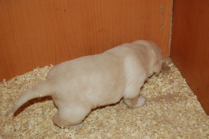 DSC_0218 - 1-PUIUTII RONEI LA 3 SAPTAMANI