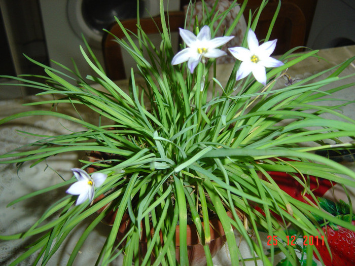 poze 545 - 2011-2012 FLORI DE CAMERA