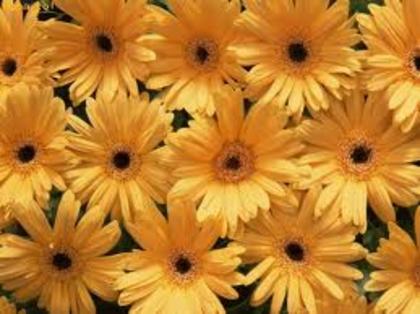 images (9) - poze Galbene