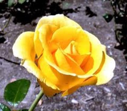 images (16) - poze Galbene