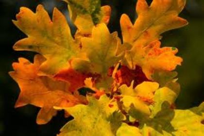 images (26) - poze Galbene