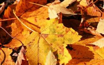 images (28) - poze Galbene