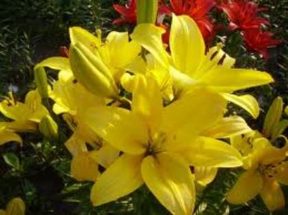 images (31) - poze Galbene