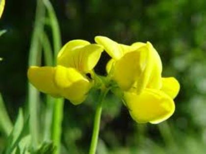 images (33) - poze Galbene