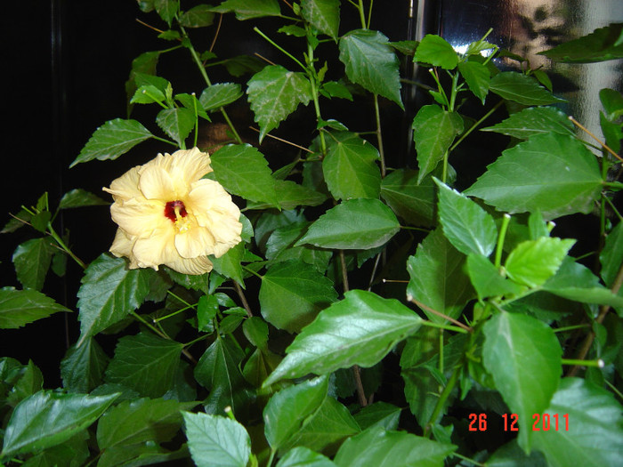 poze 551