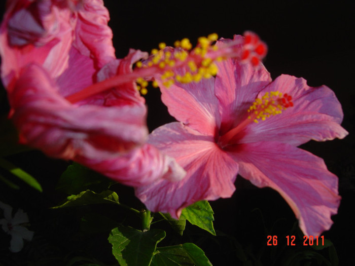 poze 552