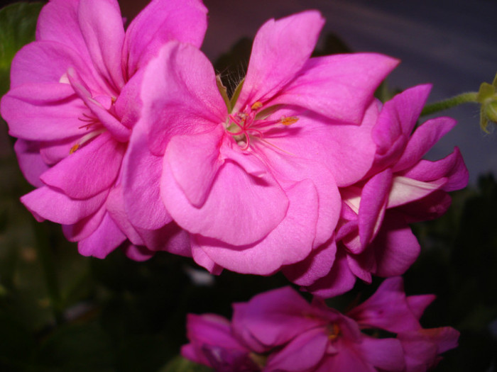 Picture 852 - flori diverse 2011