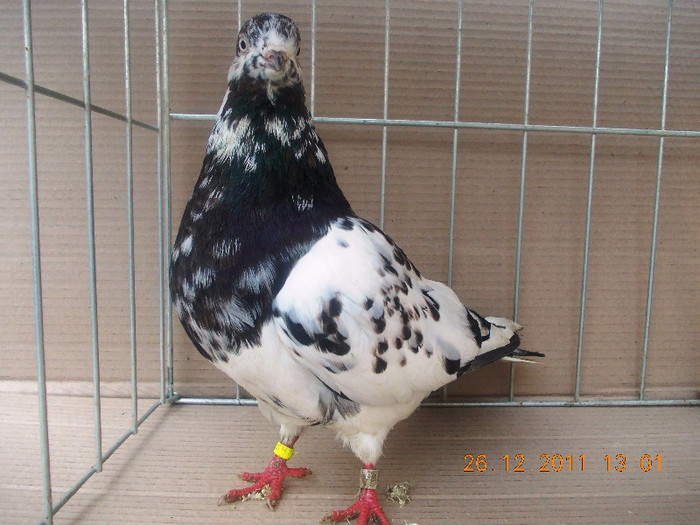 MAS. - ROLLER PARLOR