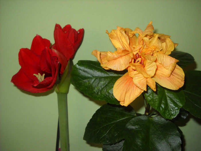 AMARYLIS & HIBISCUS