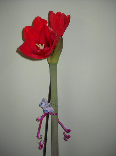 AMARYLIS -primita ,CADOU 25.12.2011