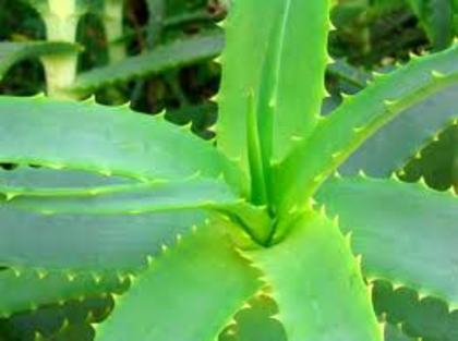 aloe vera - Tratament cu aloe pentru plante