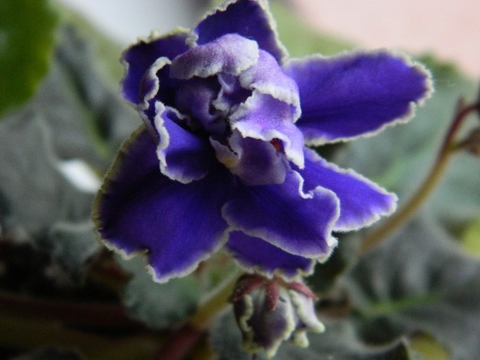 DSCN5405 - 0 Violete africane decembrie 2011