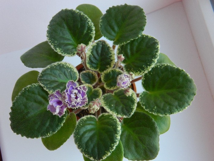 DSCN5552 - 0 Violete africane decembrie 2011