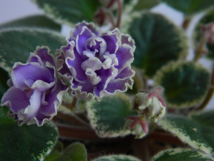 DSCN5549 - 0 Violete africane decembrie 2011
