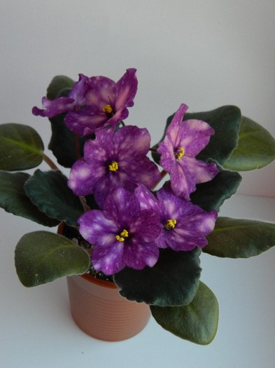 DSCN5557 - 0 Violete africane decembrie 2011