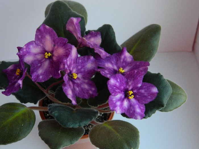 DSCN5559 - 0 Violete africane decembrie 2011