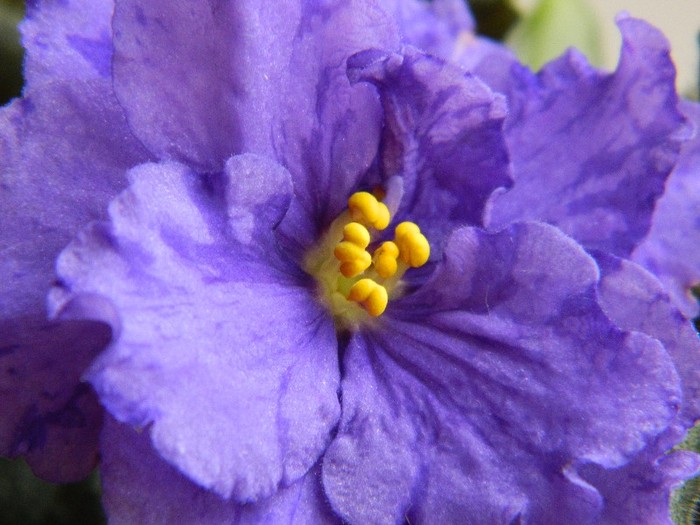 DSCN5578 - 0 Violete africane decembrie 2011