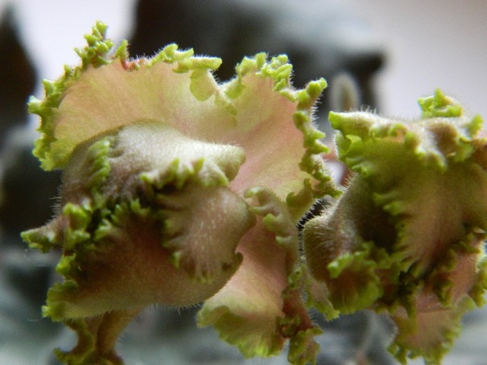 DSCN5587 - 0 Violete africane decembrie 2011