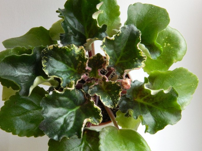 DSCN5593 - 0 Violete africane decembrie 2011