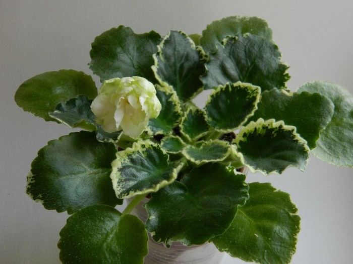 DSCN5600 - 0 Violete africane decembrie 2011