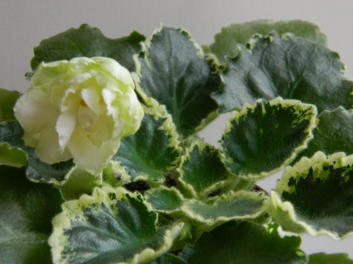 DSCN5604 - 0 Violete africane decembrie 2011