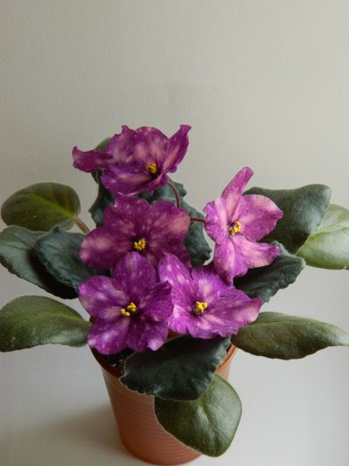 DSCN5613 - 0 Violete africane decembrie 2011