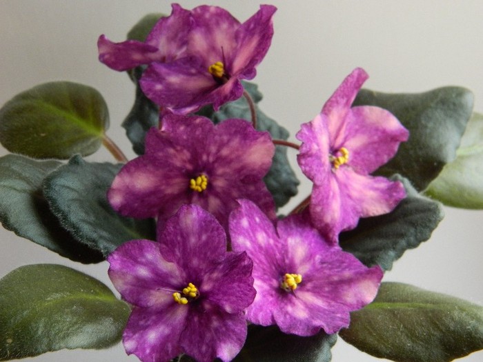 DSCN5614 - 0 Violete africane decembrie 2011