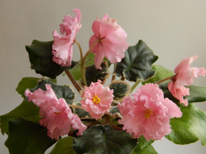 DSCN5616 - 0 Violete africane decembrie 2011