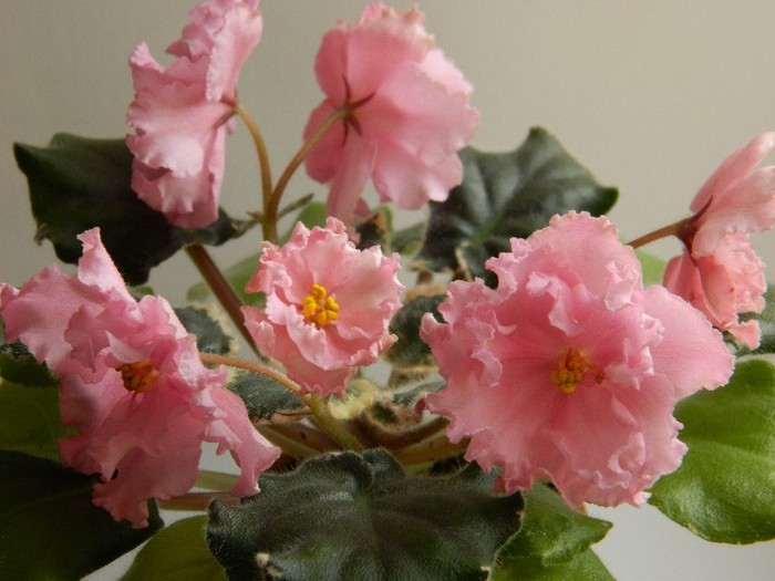 DSCN5617 - 0 Violete africane decembrie 2011