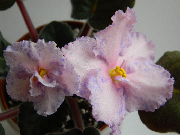 DSCN5619 - 0 Violete africane decembrie 2011