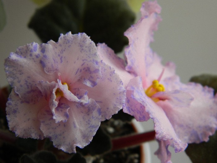 DSCN5622 - 0 Violete africane decembrie 2011