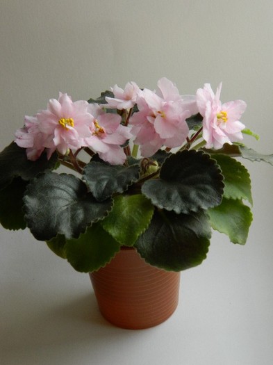 DSCN5627 - 0 Violete africane decembrie 2011