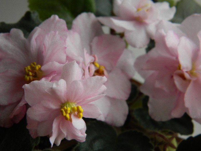 DSCN5628 - 0 Violete africane decembrie 2011