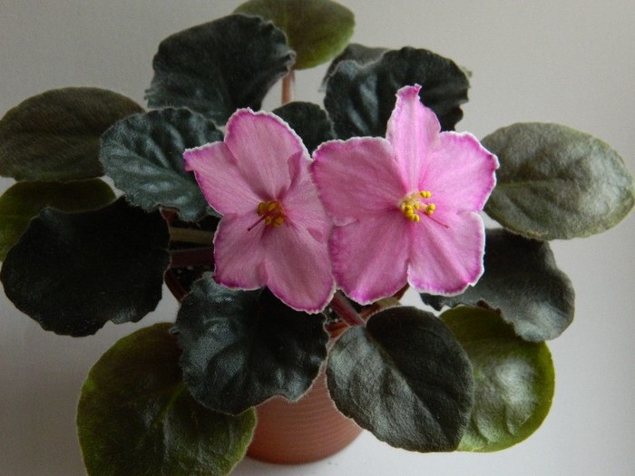 DSCN5631 - 0 Violete africane decembrie 2011