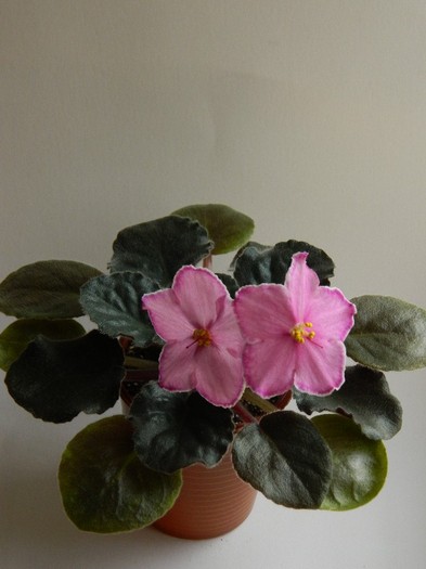 DSCN5633 - 0 Violete africane decembrie 2011