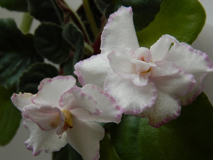 DSCN5634 - 0 Violete africane decembrie 2011